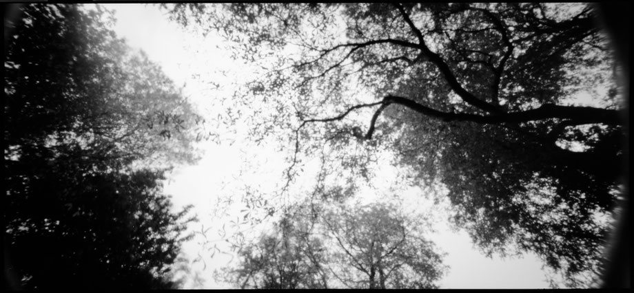 Pinhole photography Trees in the sky