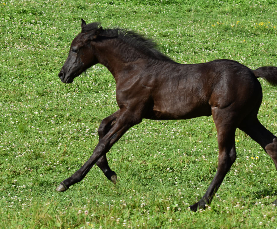 Foundation Horse Breeders