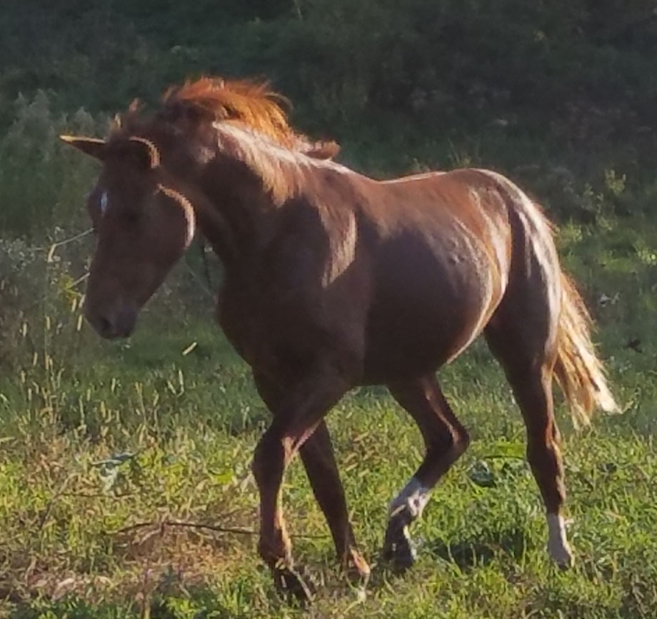 Foundation Horses for sale.