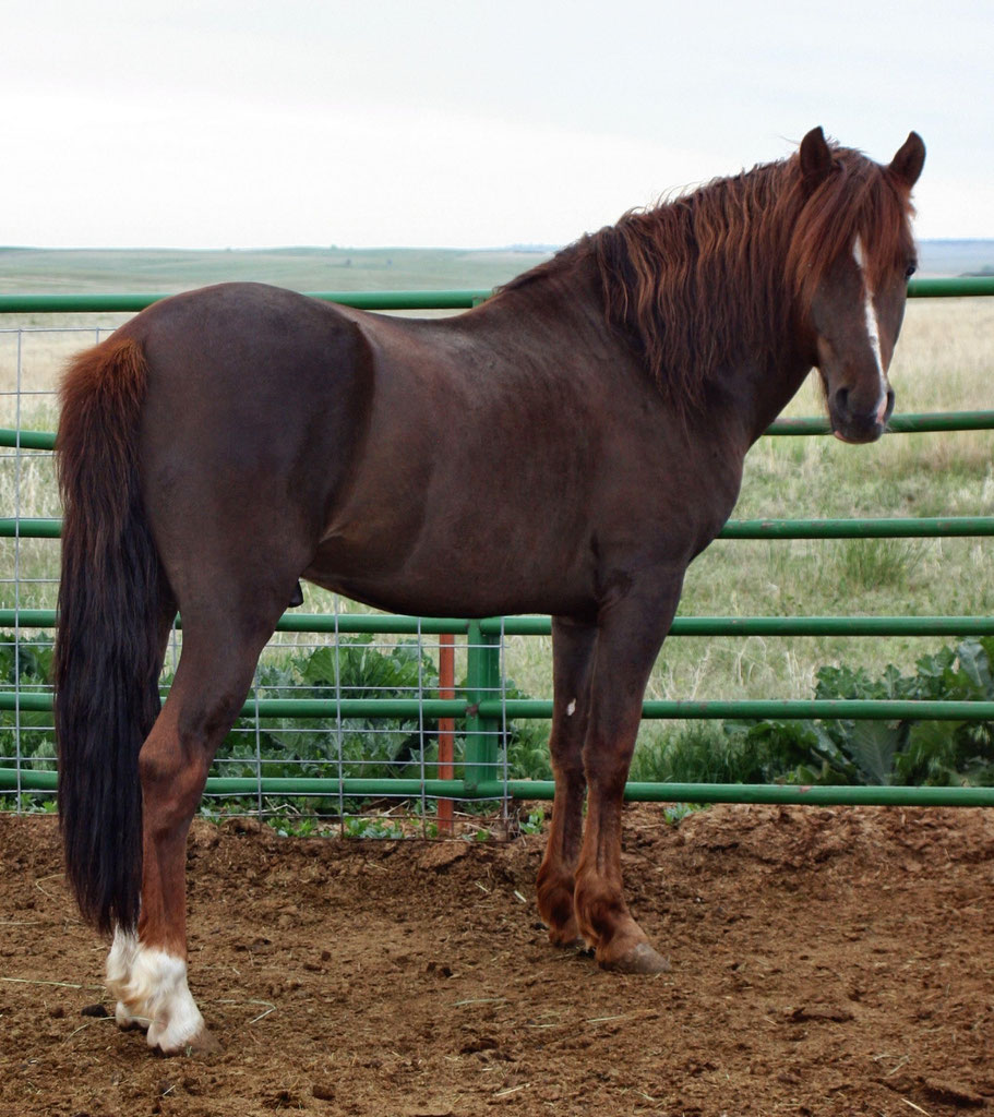 Foundation Horse Breeding Stallions