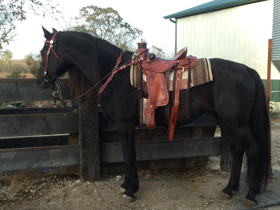 Foundation Horse Breeders