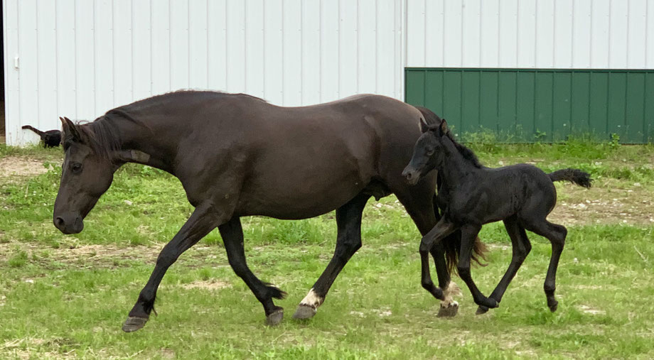 Foundation Horse Breeders
