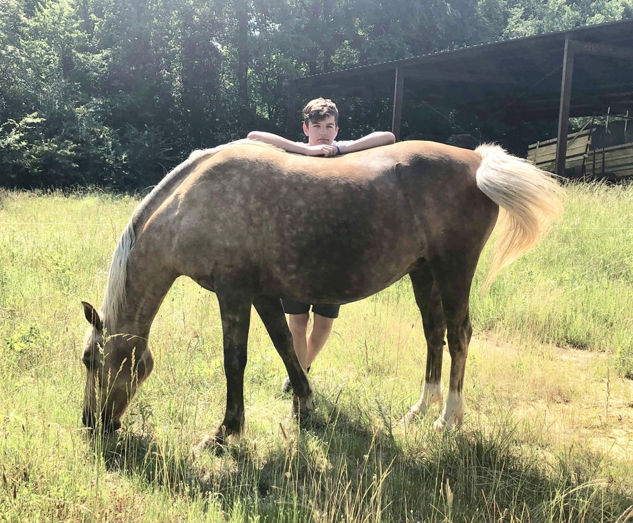 Foundation Horses for sale.