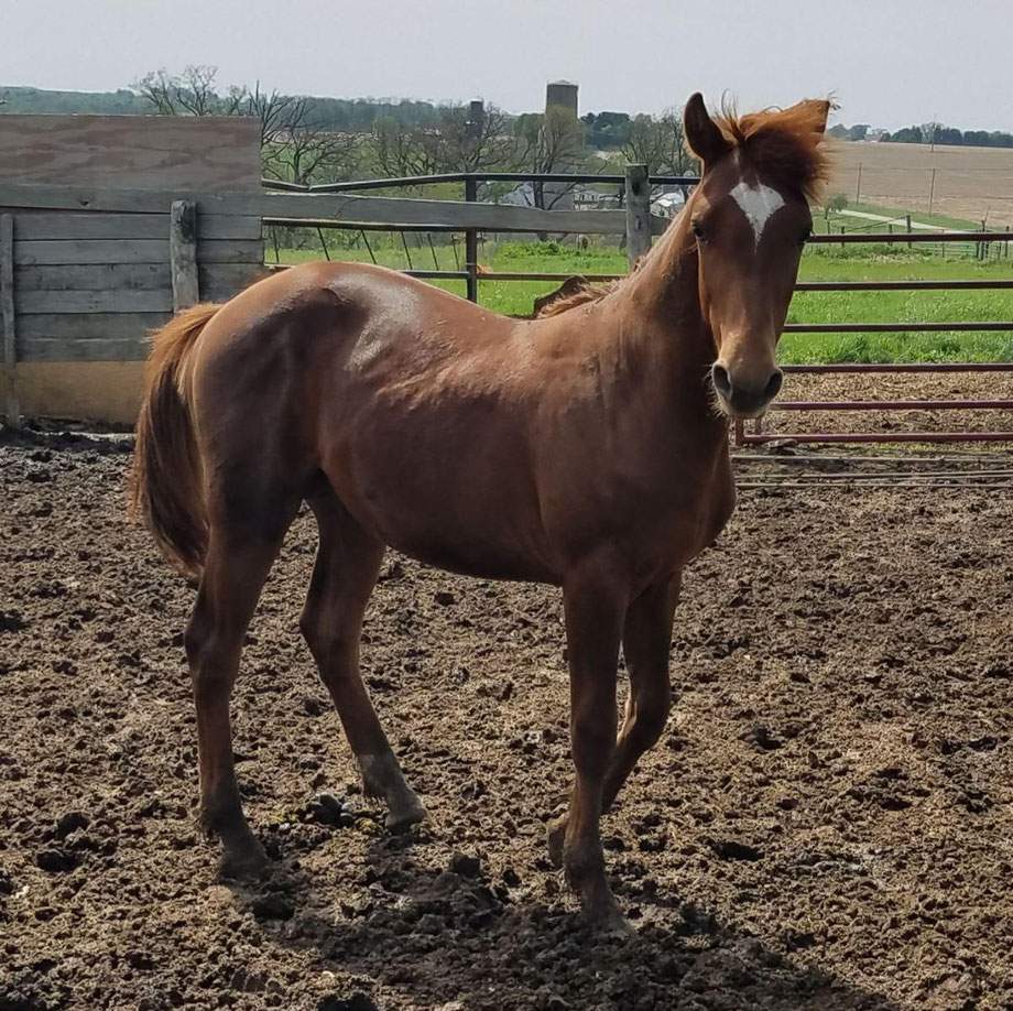 Foundation Horses for sale.