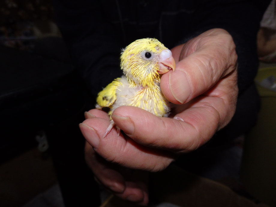 ペットミッキンに手乗りセキセイインコのヒナが仲間入りしました。