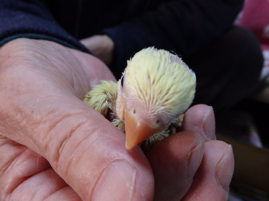 手乗りコザクラインコ　ゴールデンチェリーのヒナが仲間入りしました。