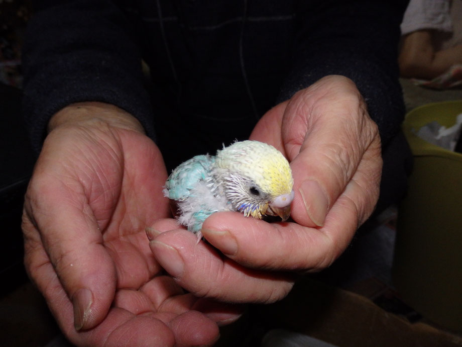 ペットミッキンに手乗り高級セキセイインコのヒナが仲間入りしました。