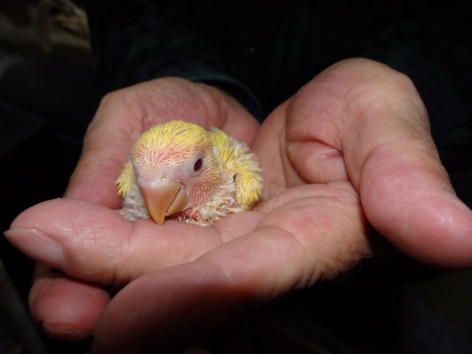 手乗りコザクラインコのヒナが仲間入りしました。