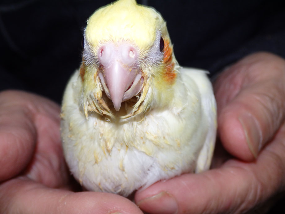 ペットミッキンに手乗りルチノーオカメインコのヒナが仲間入りしました。