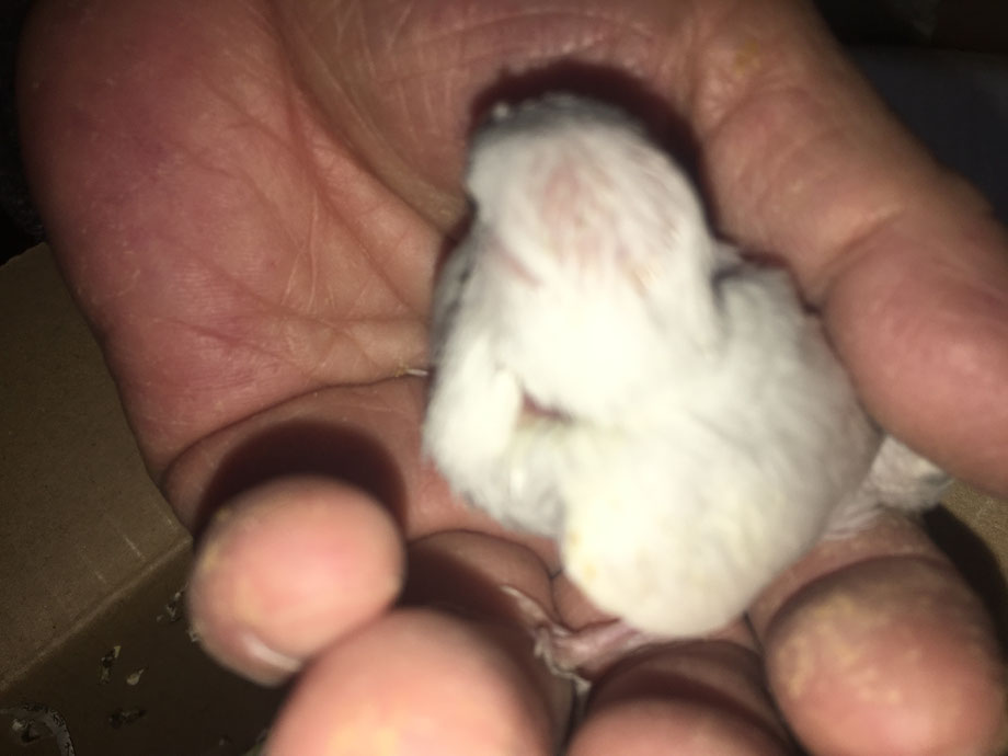 ペットミッキンに手乗り白文鳥のヒナが仲間入りしました。