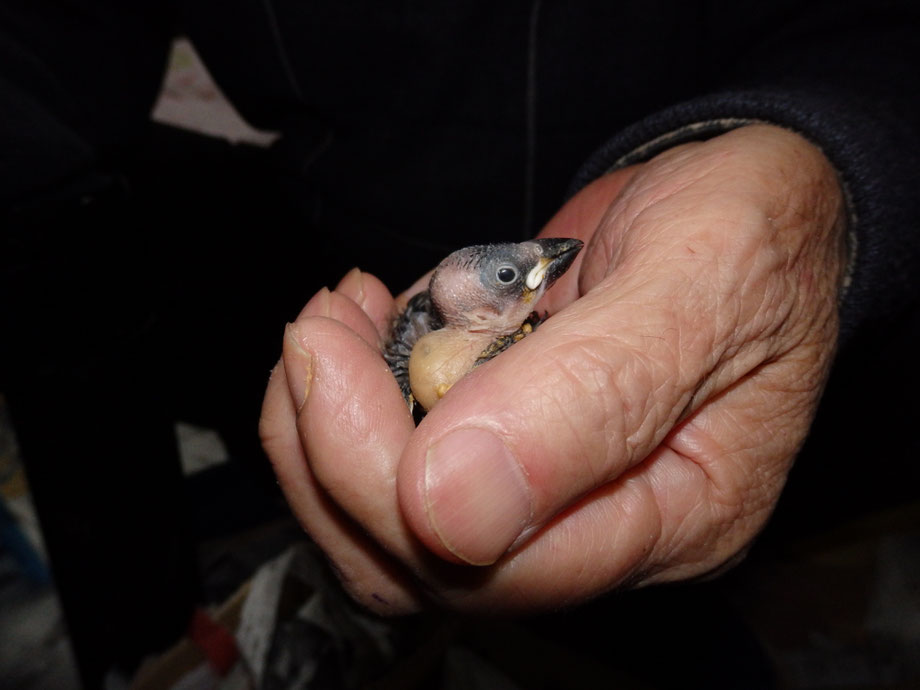 福岡県手乗りインコ小鳥販売ペットミッキンに手乗り桜文鳥が仲間入りしました。