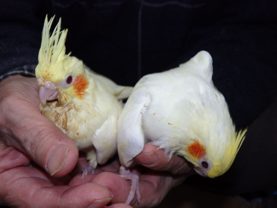 ペットミッキンに手乗りオカメインコのルチノーのヒナが仲間入りしました。