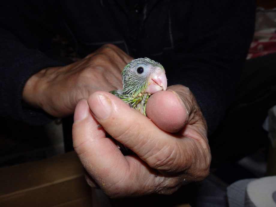 手乗りマメルリハインコが仲間入りしました。