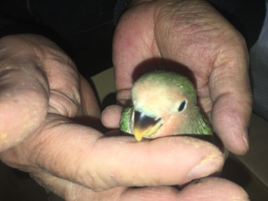 ペットミッキンに手乗りコザクラインコが仲間入りしました。
