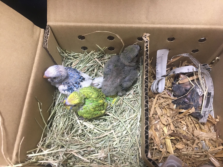 ペットミッキンに手乗り文鳥と手乗りセキセイインコのヒナが仲間入りしました。