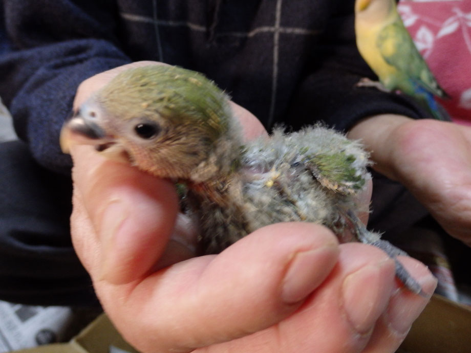 コザクラインコのノーマルのヒナが仲間入りしました。