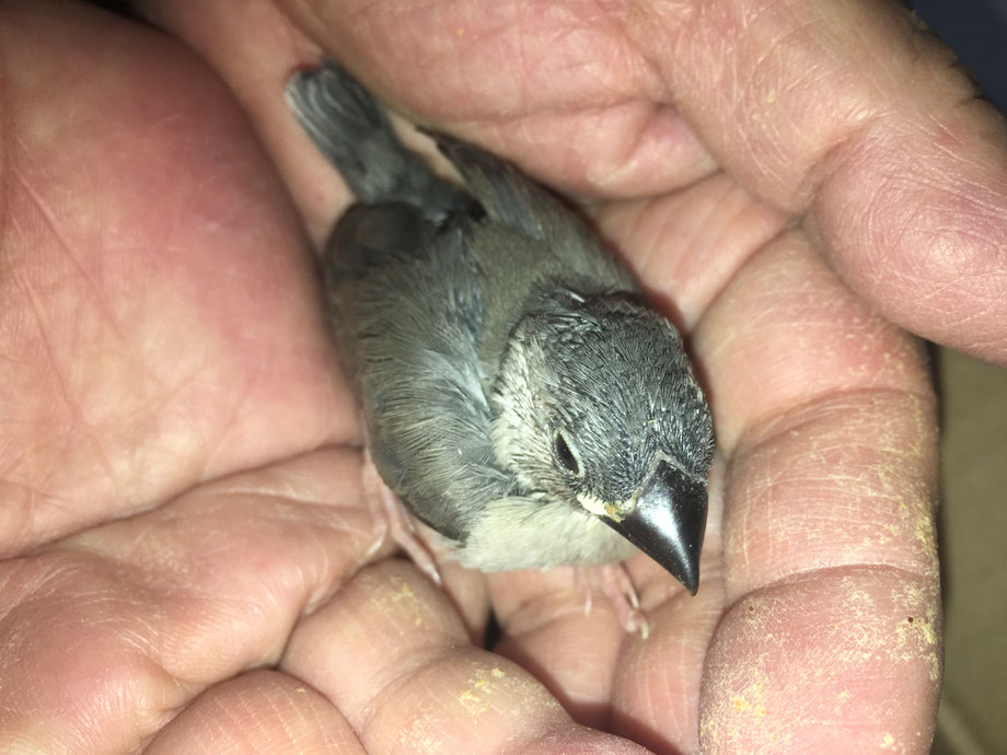 ペットミッキンに手乗り桜文鳥のヒナが仲間入りしました。