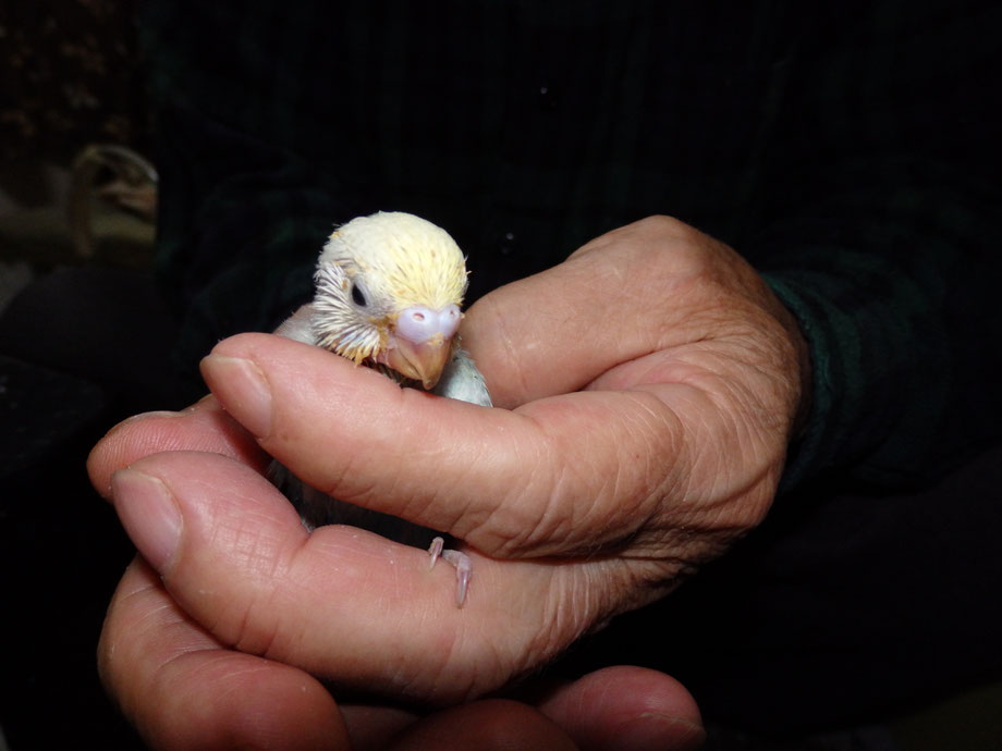 手乗り高級セキセイインコのヒナが仲間入りしました。