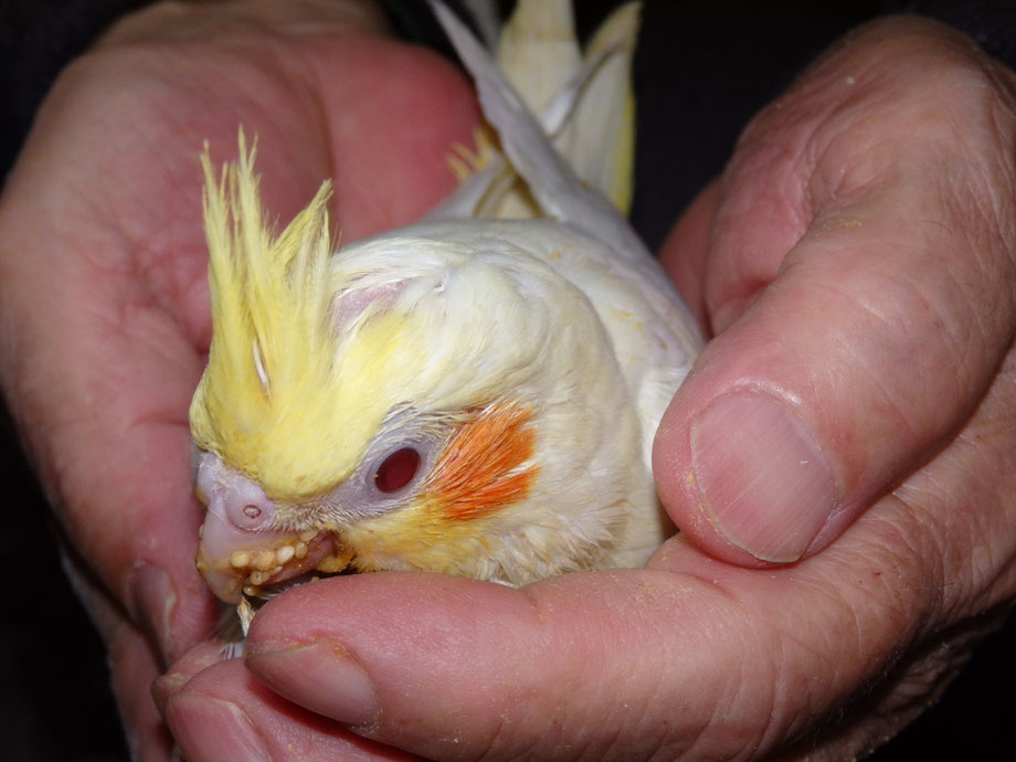 手乗りオカメインコのルチノーのヒナが仲間入りしました。