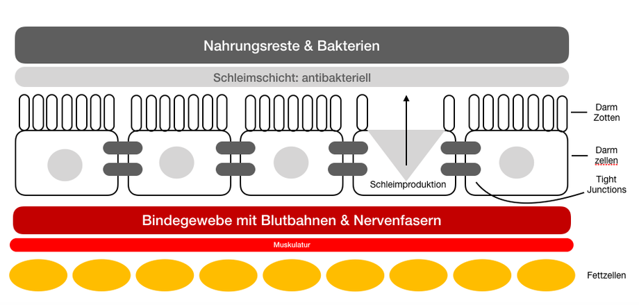 Good Life Getreide: Aufbau der größten Grenze zwischen Außenwelt und Körperinneren: Die Darmbarriere