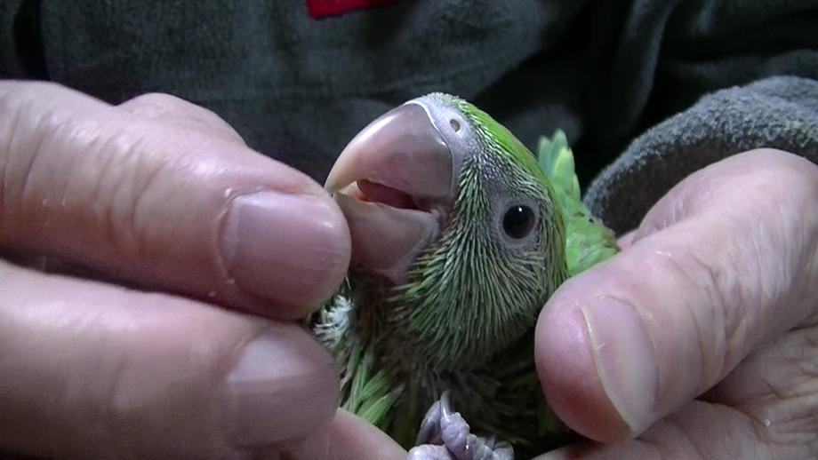 ペットミッキンにツキノワインコのヒナが仲間入りしました。