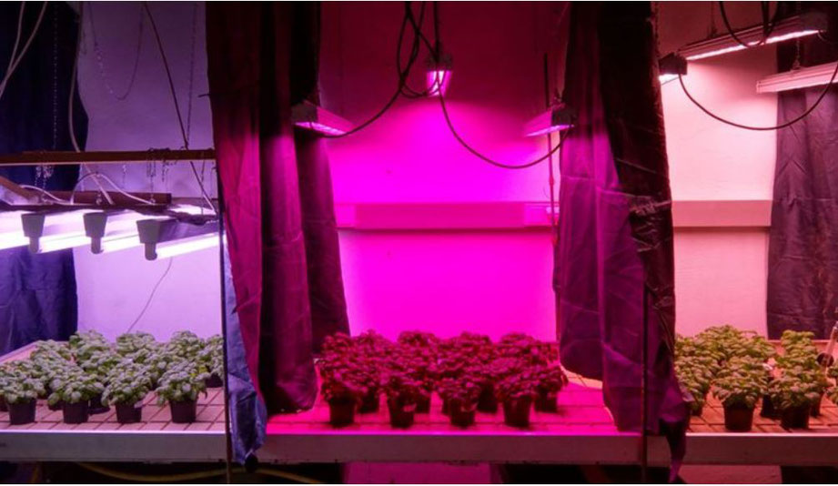 Basilikumpflanzen unter Kunstlicht mit Leuchtstofflampen, LED rot bis LED weiß                                                                        Quelle: https://www.hswt.de/forschung/wissenstransfer/2014/dezember-2014/forschung-led.html