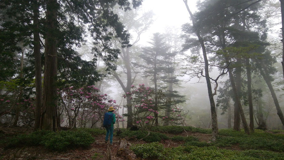 大台ヶ原,シャクナゲ,原生林,森,新緑,登山