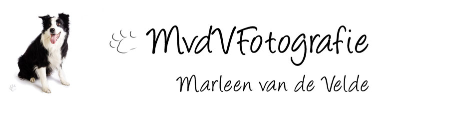 De website van marleenvdvfotografie!