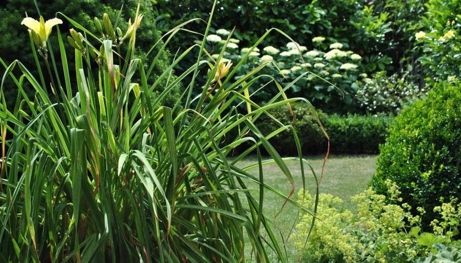 Garten Grün und zartes Gelb