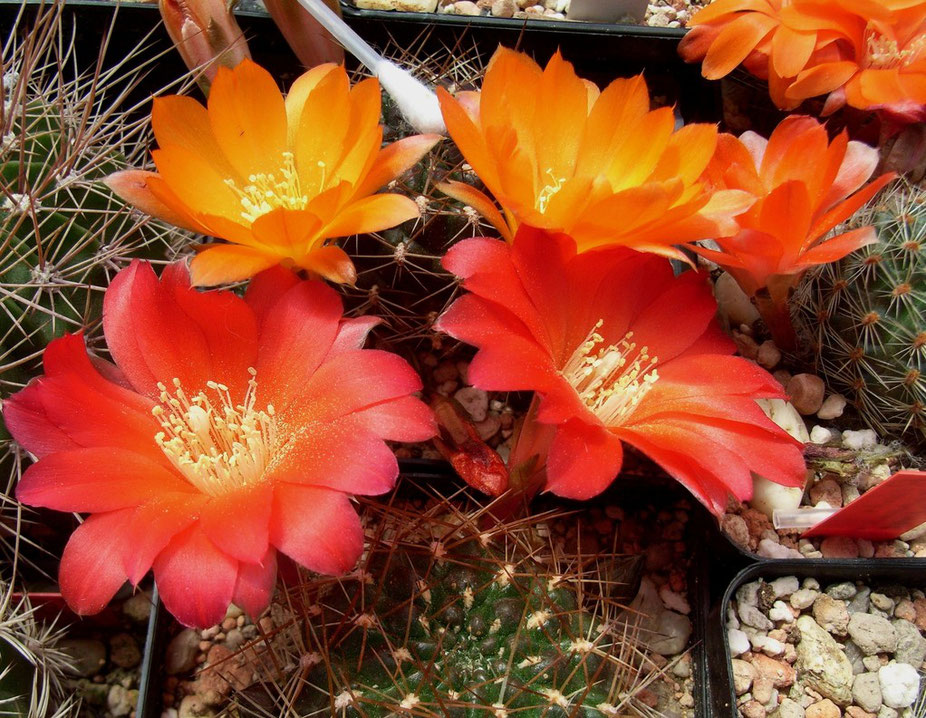 Rebutia margarethae