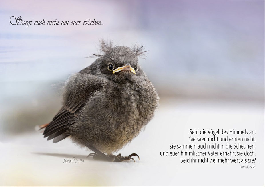 Hausrotschwanz Küken, Vogle,Tier, Natur, Christliche Kunstkarte