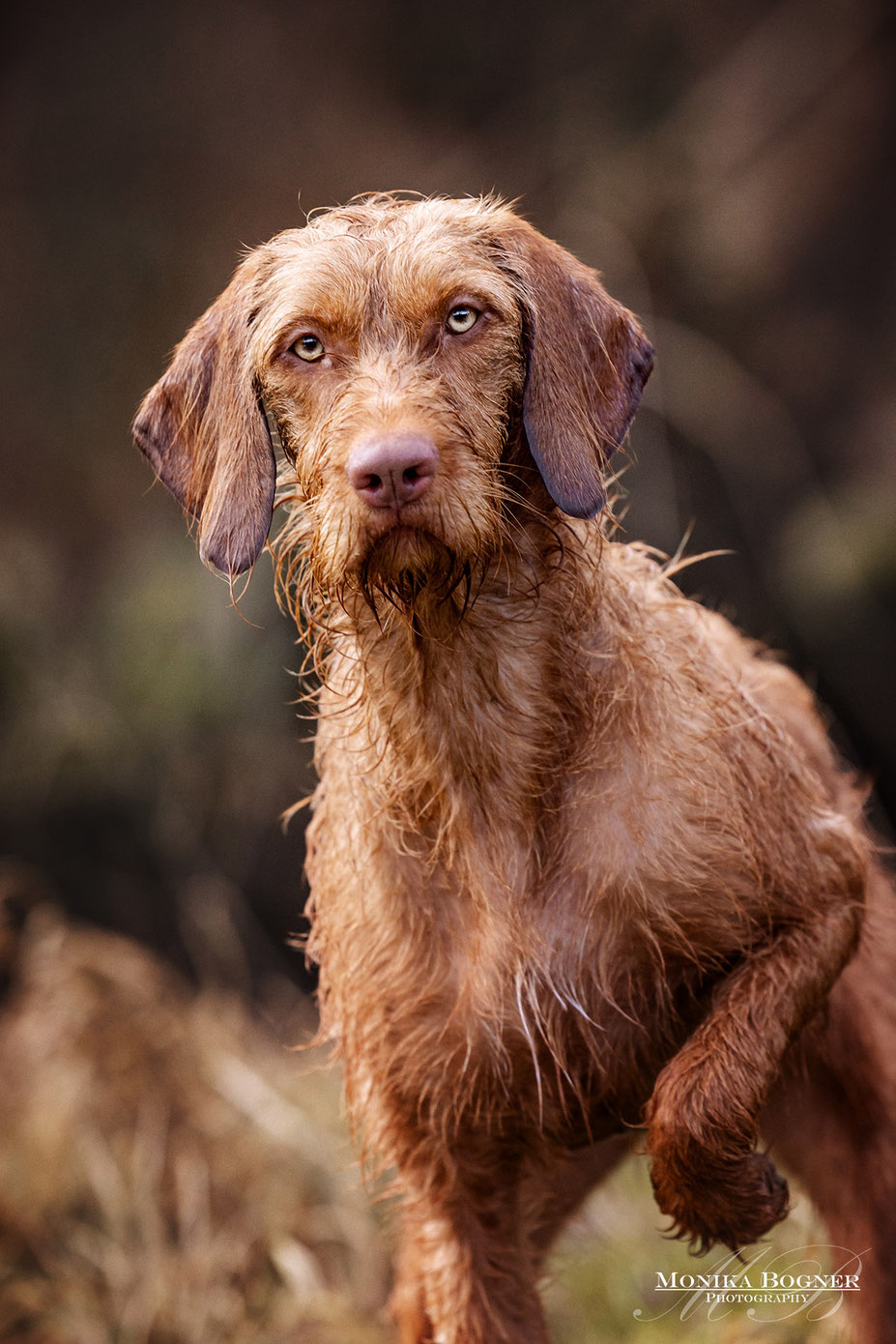 australian shepherd welpe, Hundefotografie, Fotoshooting mit Hund, Bayern, Monika Bogner Photography, Herbstbilder