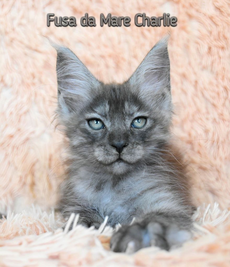 Cucciolo Maine coon black smoke 