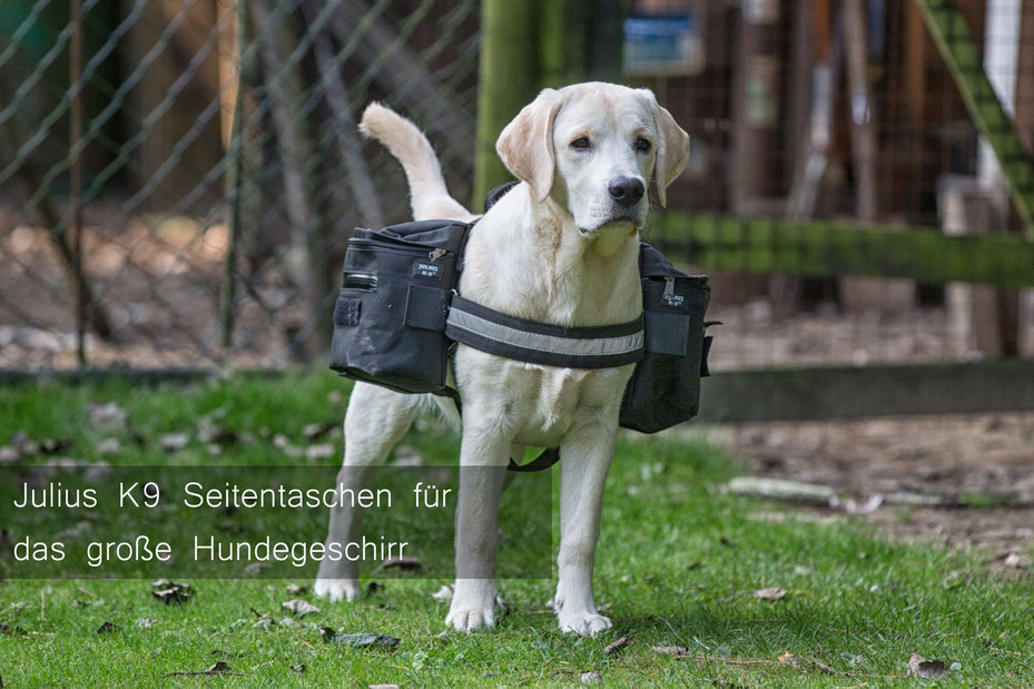 Emil trägt die Seitentaschen von Julius K9 an einem passenden großen Geschirr. Credit: deutzmann.net