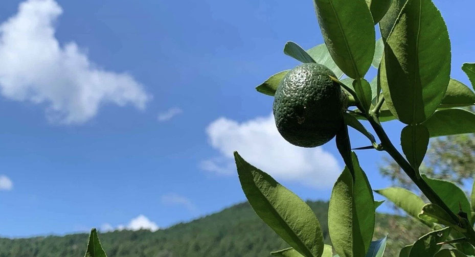 自然栽培 川根本柚子の青柚子 有機JAS 1kg / 3kg / 5kg』の予約販売を 