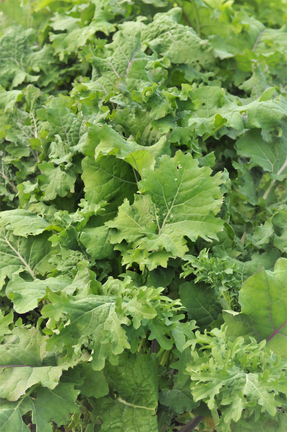 ケール　自然栽培　固定種　農業体験首都圏　体験農場首都圏　野菜作り教室首都圏  さとやま農学校 無農薬栽培