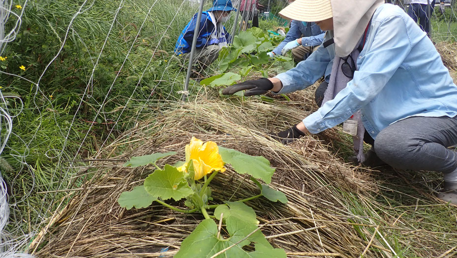 無農薬の野菜作り教室・さとやま農学校＠すどう農園