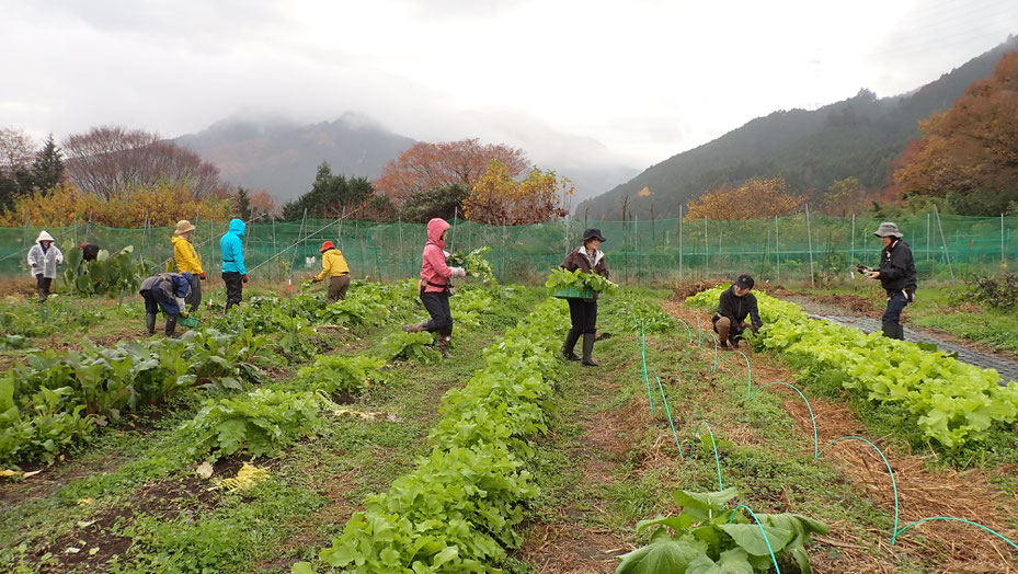 自給のための自然農の野菜づくり教室・さとやま農学校