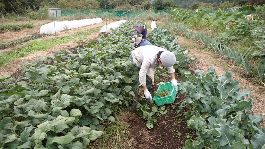 無農薬栽培「津久井在来大豆」の枝豆収穫＠さとやま農学校