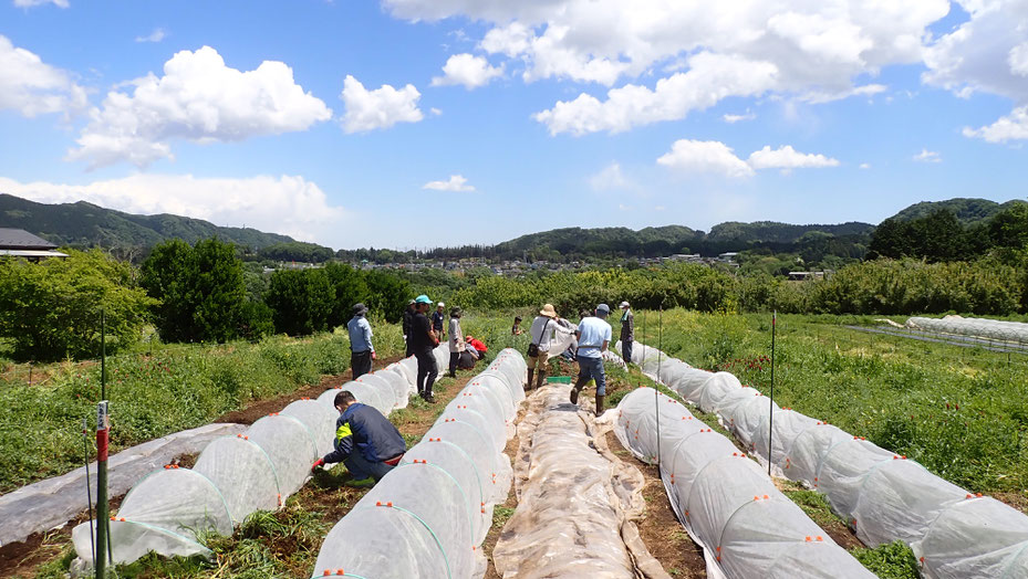 ジャガイモの無農薬栽培を学べる「さとやま農学校」は初心者の野菜作り教室です