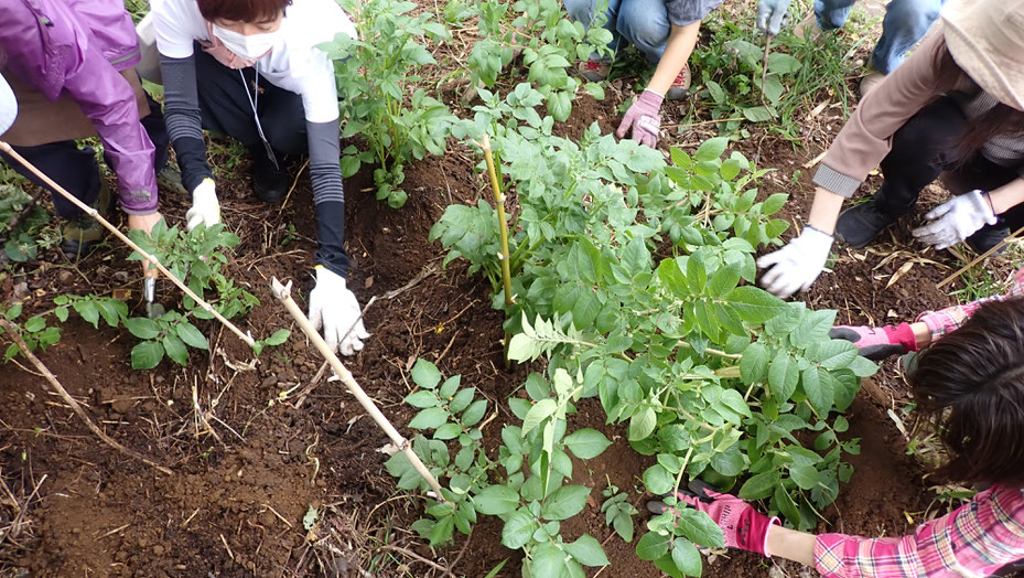 自然農の野菜づくり体験教室・街で自然農＠世田谷ものづくり学校・すどう農園