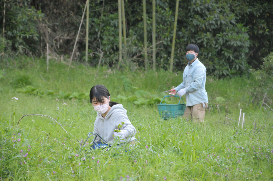 無農薬栽培フレッシュな生のヨモギ通販