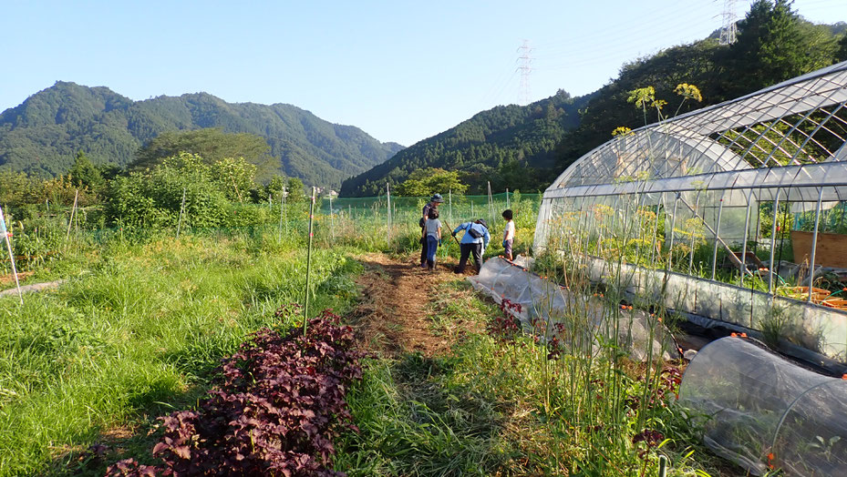 親子で収穫体験・さとやま農学校＠すどう農園