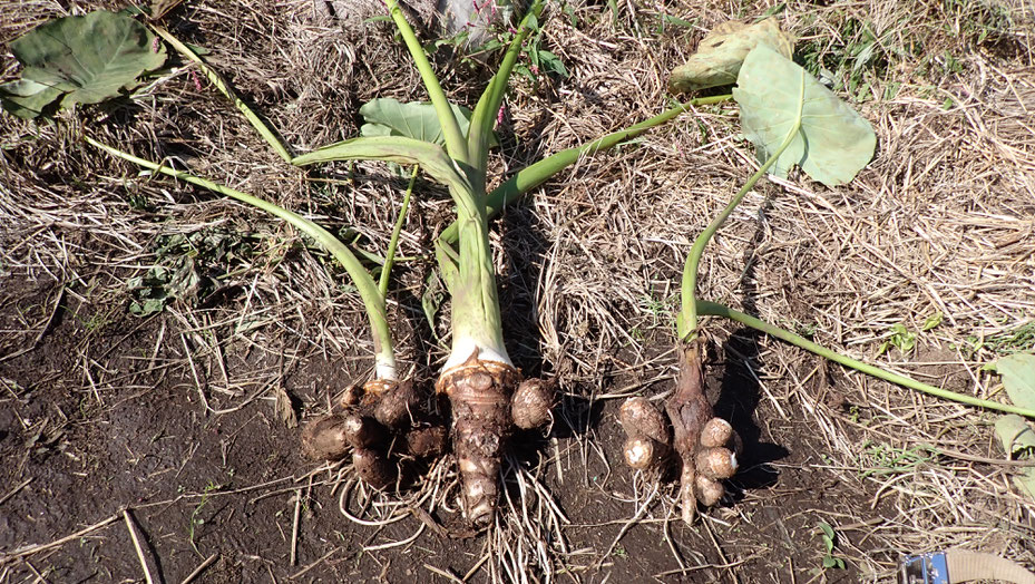 無農薬のサトイモ。自給のための野菜作り教室・さとやま農学校＠すどう農園