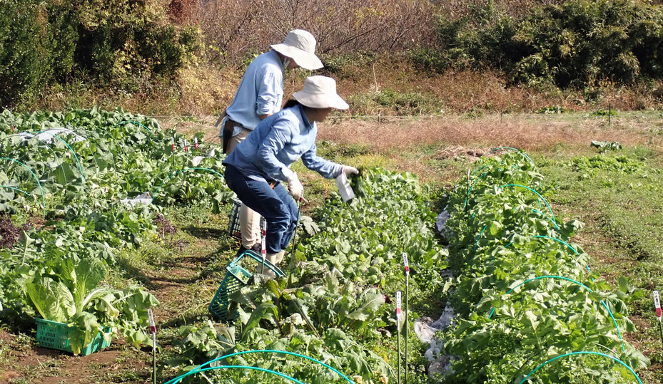 無農薬の野菜作り教室・さとやま農学校＠すどう農園