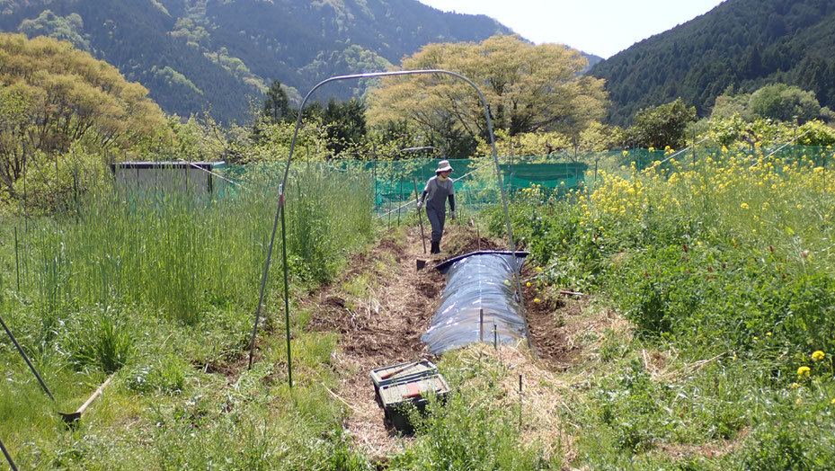 固定種カボチャの自然栽培・さとやま農学校＠すどう農園