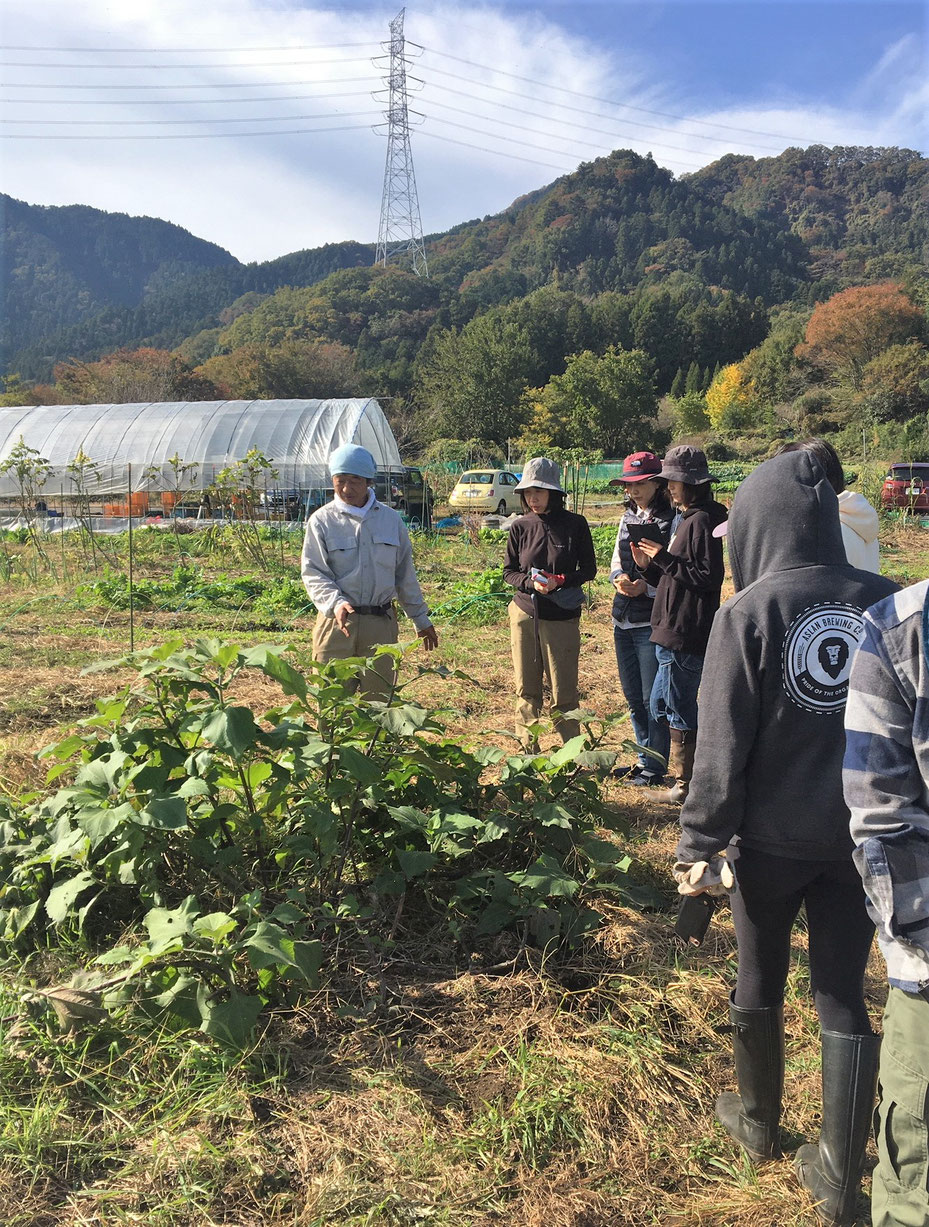 ヤーコン　自然栽培　固定種　農業体験首都圏　体験農場首都圏　野菜作り教室首都圏  さとやま農学校 無農薬栽培