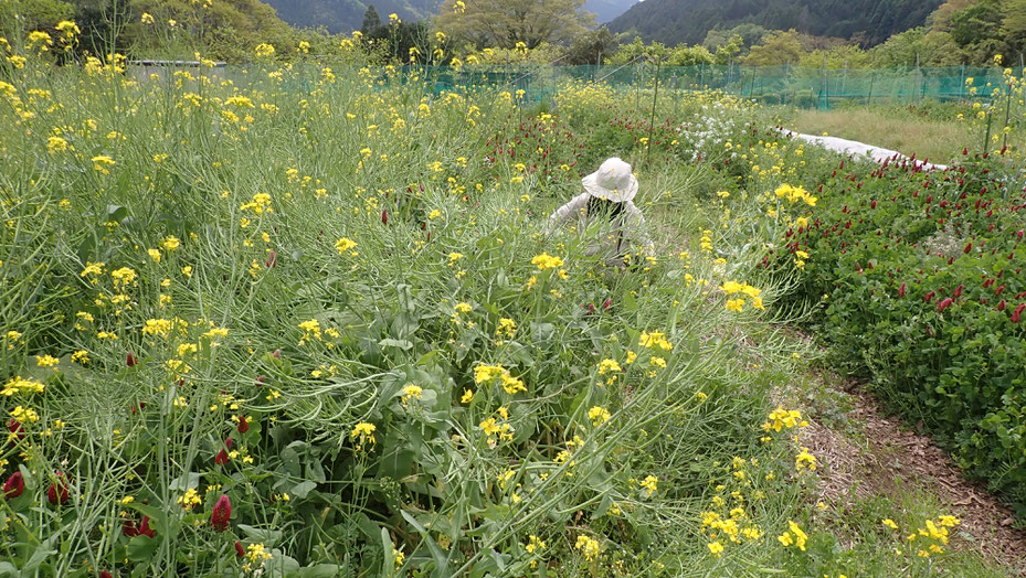 植物が土をはぐくむのが自然農の基本形＠さとやま農学校・すどう農園