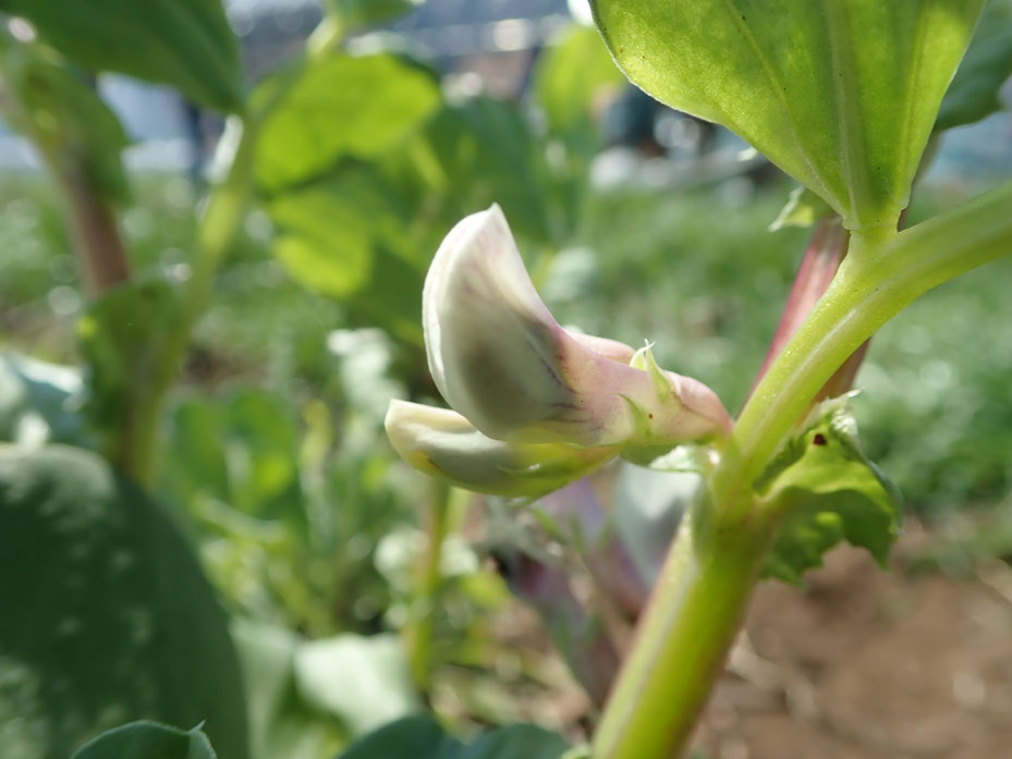 無農薬・無肥料・自然栽培のソラマメの花＠さとやま農学校