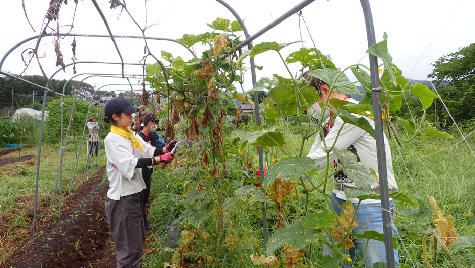 自然農法の野菜作り教室＠さとやま農学校・すどう農園